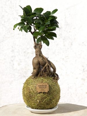 Kokedama Ficus Gingseng (Pre Bonsai)
