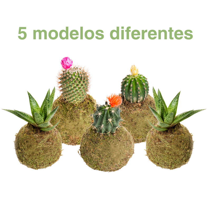 Kokedama de Cactus Mini - Kokedamas Lucciana