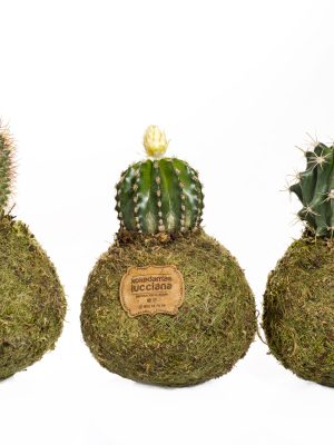 Kokedama Cactus Mini