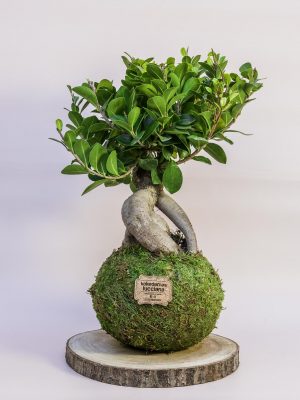 Kokedama Ficus Gienseng Grande - Kokedamas Lucciana