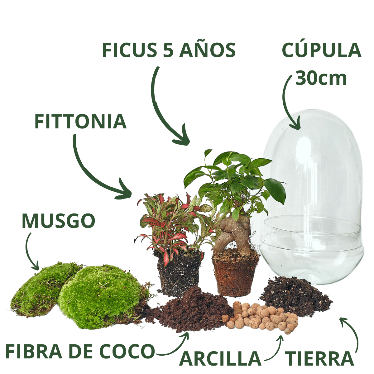 Kit de terrario de bricolaje con planta de musgo vivo y maceta de vidrio  hexagonal Terrario de musgo cerrado con tapa (corcho de bola) Juego – Yaxa  Colombia