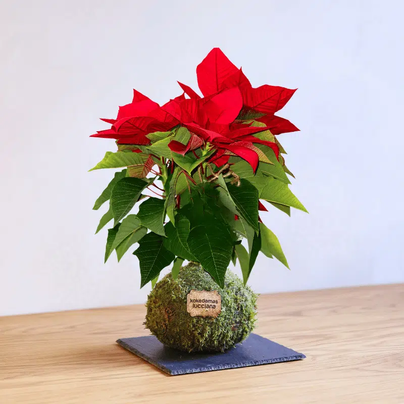Kokedama Flor de Navidad - Imagen 2
