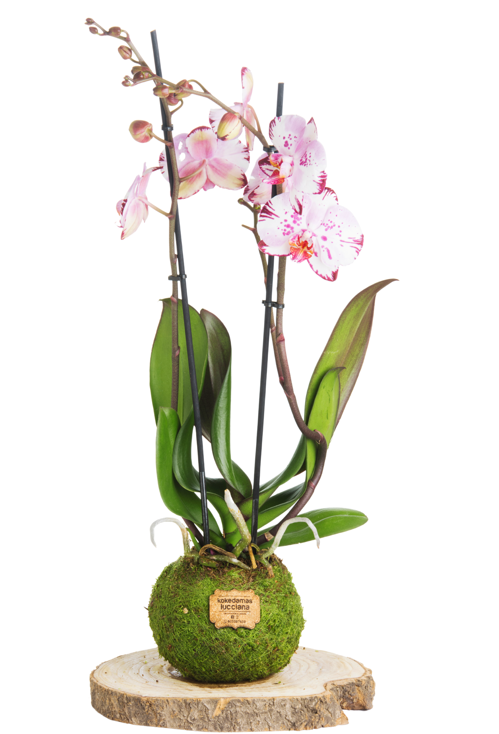 Kokedama Orchid - Kokedamas Lucciana