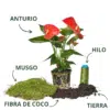 Kit de Kokedama de Anturio Rojo