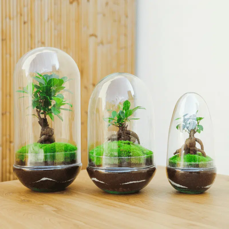 Terrario Cartagena - Imagen 2