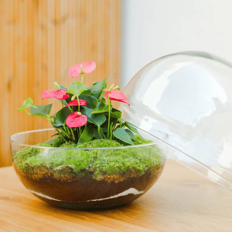 Terrario Habana - Imagen 4