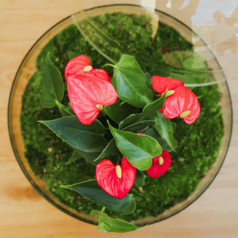 Terrario Habana - Imagen 3