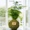 Kokedama Esparraguera Plumosa - Bola de Musgo - Kokedamas Lucciana