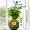 Kokedama Esparraguera Plumosa - Bola de Musgo - Kokedamas Lucciana