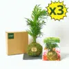 Kit de Kokedama de Palmera - Koke Kit - DIY Kokedama - Kokedamas Lucciana