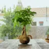 Kokedama Pachira Trenzada - Bola de Musgo - Kokedamas Lucciana