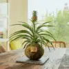 Kokedama Piña Mini - Bola de Musgo - Kokedamas Lucciana