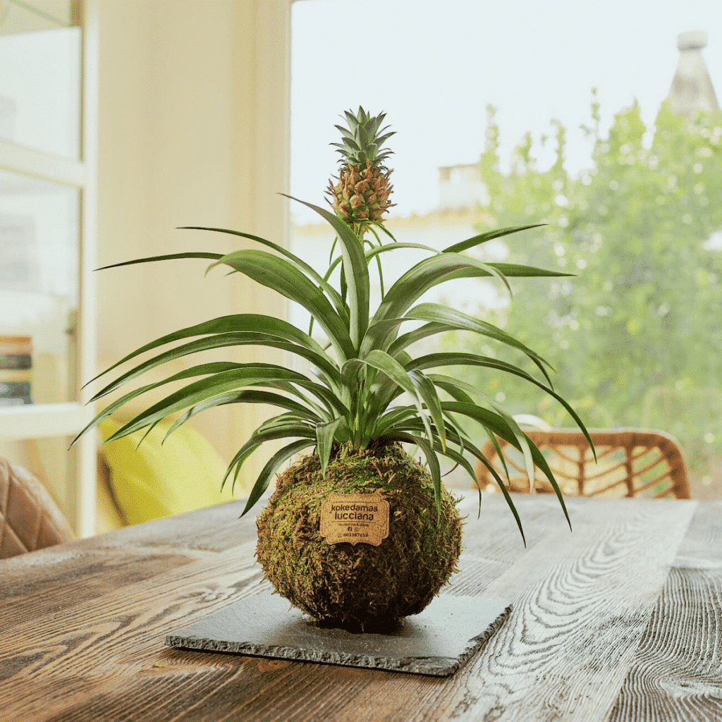 Kokedama Piña Mini - Bola de Musgo - Kokedamas Lucciana