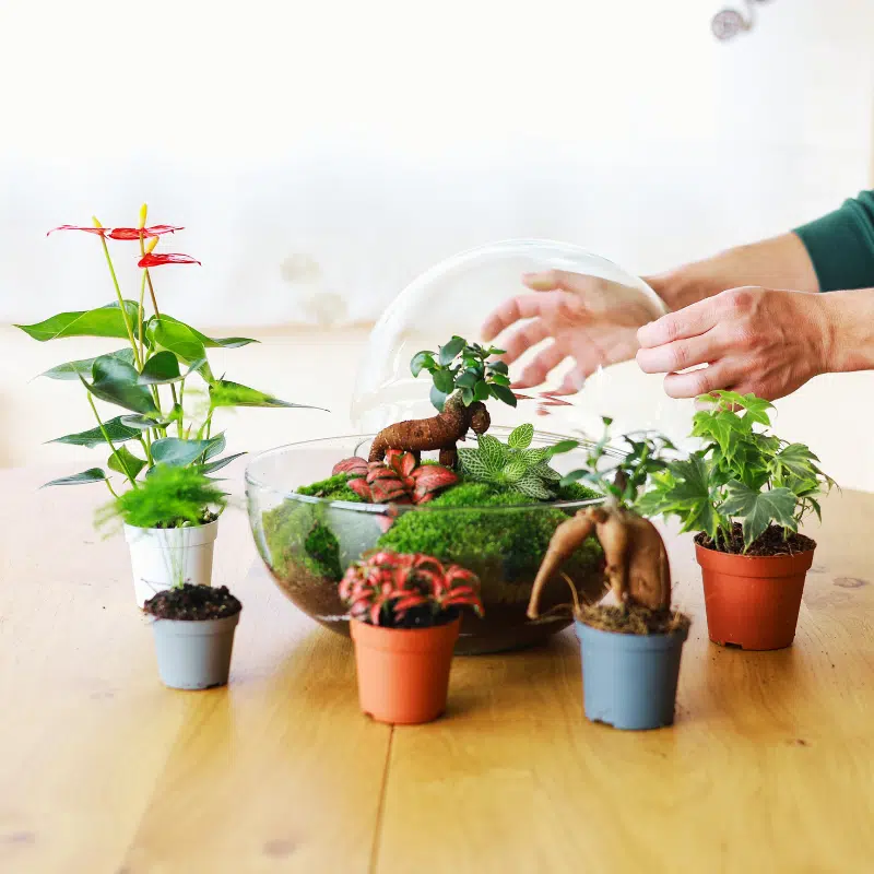 Terrario Personalizado - Imagen 3