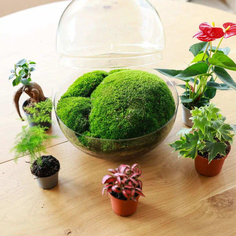 Terrario Personalizado - Imagen 4