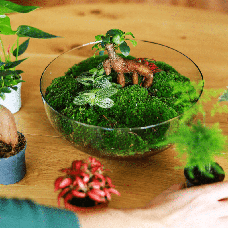 Terrario Personalizado - Imagen 2