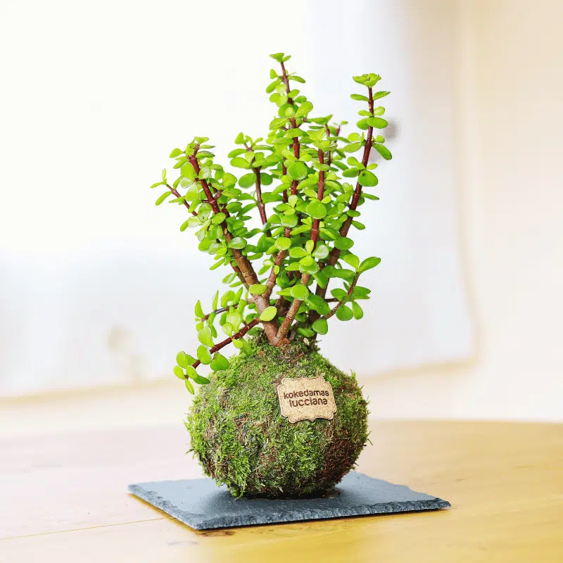 Kokedama de Jade - Imagen 3