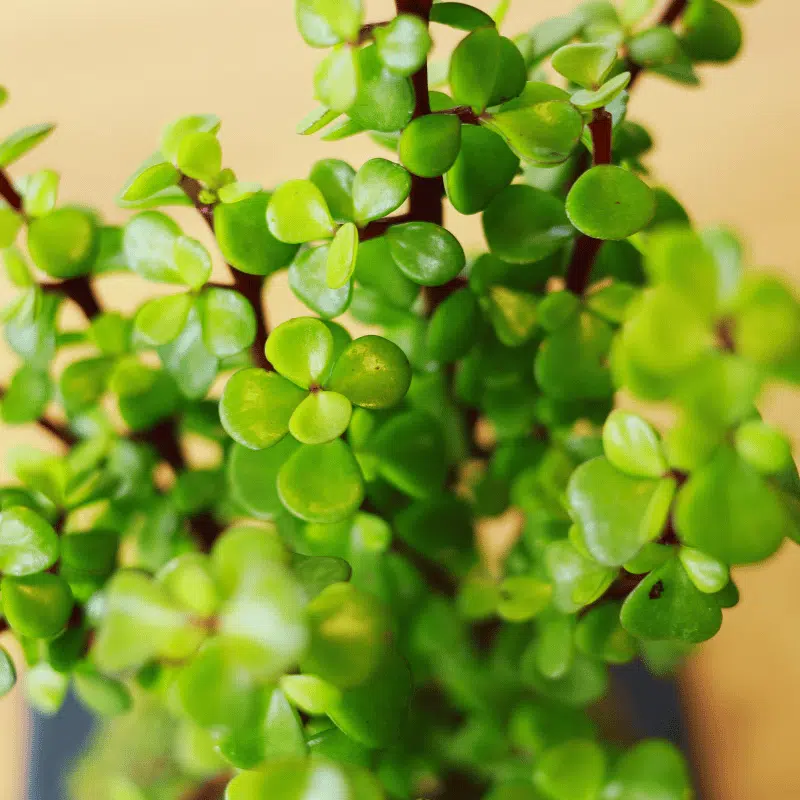 Kokedama de Jade - Imagen 2