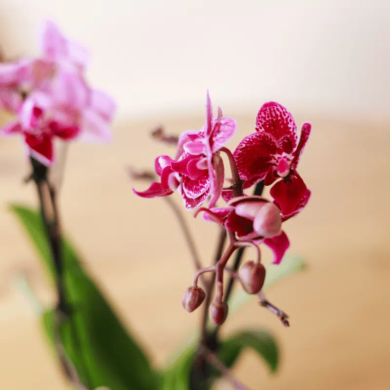 Kokedama Orquídea - Imagen 3