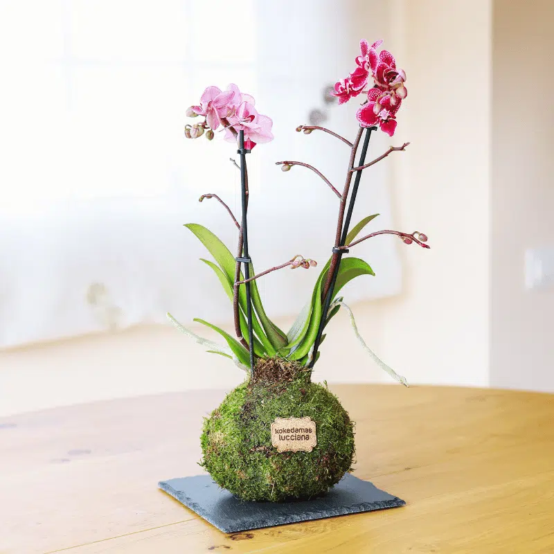 Kokedama Orquídea - Imagen 2