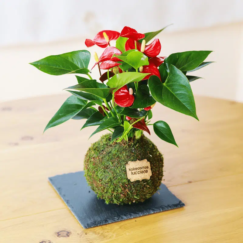 Kokedama Anturio - Imagen 2