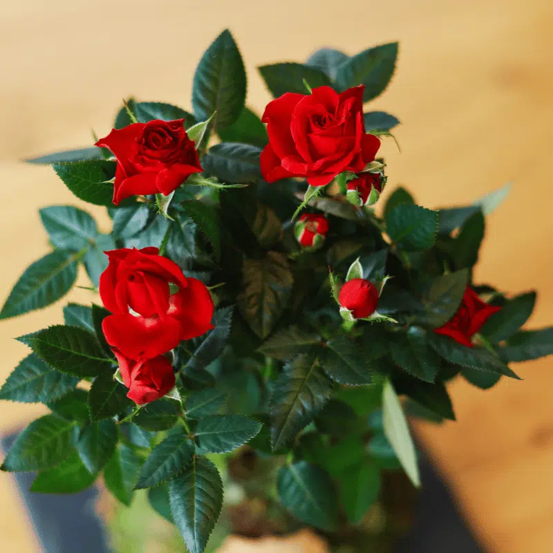 Kokedama de Rosa - Imagen 4