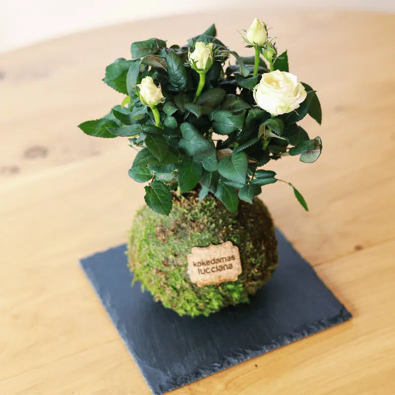 Kokedama de Rosa - Imagen 3