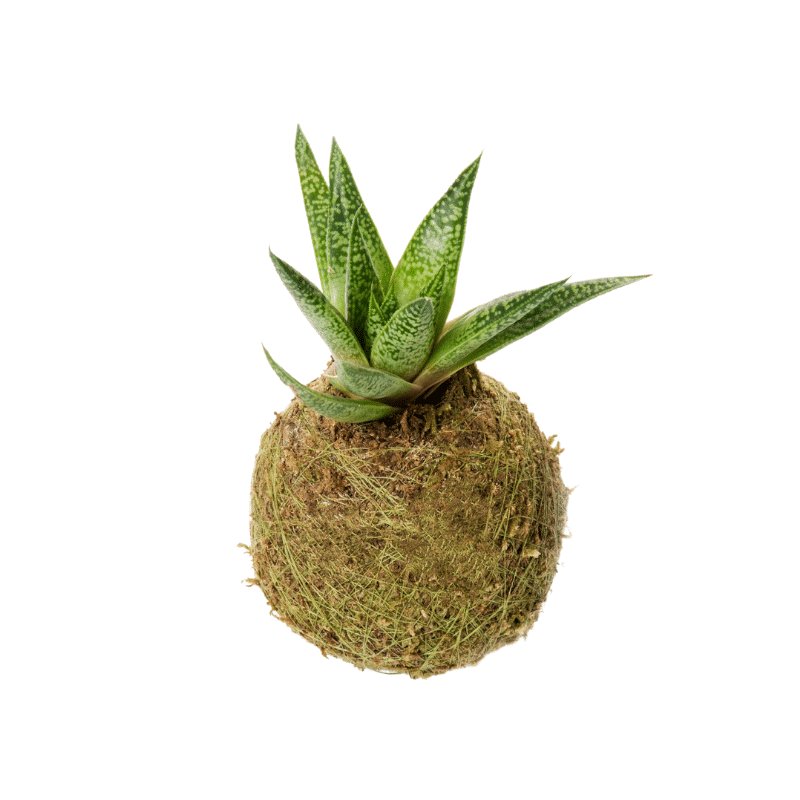 Kokedama Cactus Mini - Kokedamas Lucciana