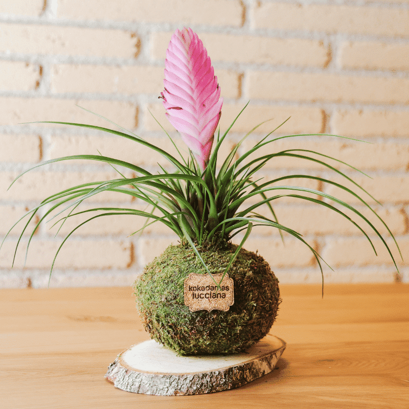 Kokedama Tillandsia Rosa - Kokedamas Lucciana