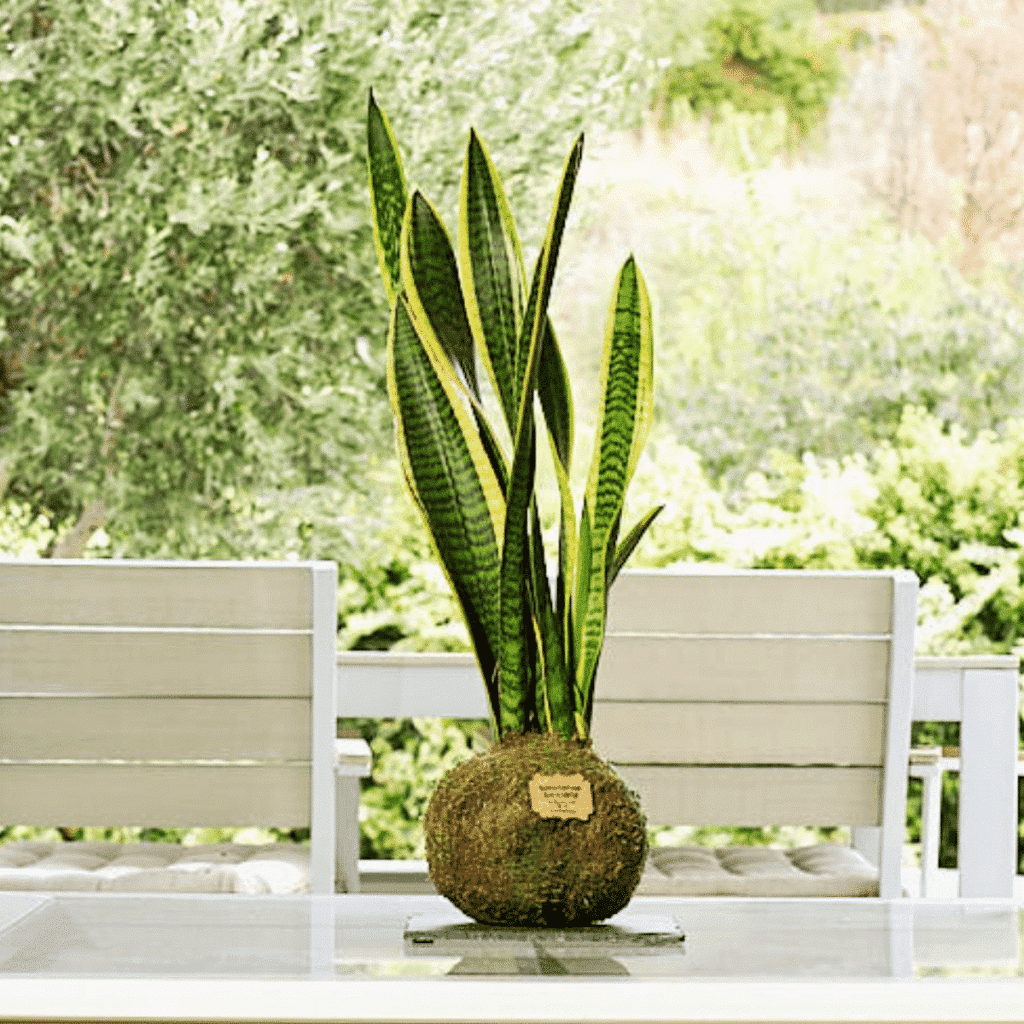 Kokedama Sansevieria - Bola de Musgo - Kokedamas Lucciana