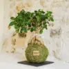 Kokedama Ficus Ginseng - Kokedamas Lucciana