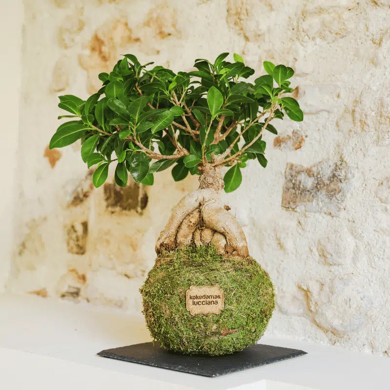 Kokedama Ficus Ginseng - Kokedamas Lucciana