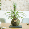 Kokedama Piña - Kokedamas Lucciana