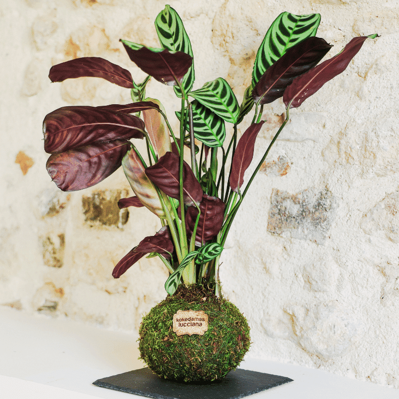 Kokedama Calathea- Kokedamas Lucciana