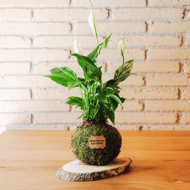 Kokedama Lírio de la Paz - Kokedamas Lucciana