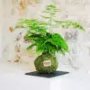 Kokedama Esparraguera Plumosa - Kokedamas Lucciana