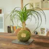 Kokedama Beaucarnea