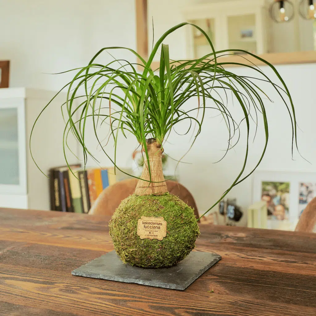 Kokedama Beaucarnea