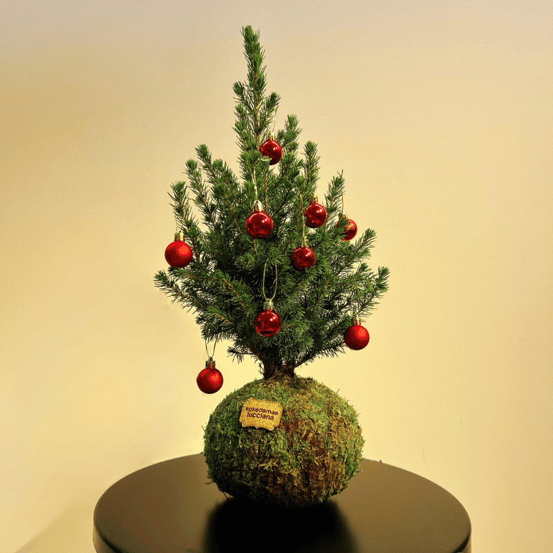 Kokedema Abeto - Imagen 2