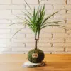 Kokedama Dracaena - Kokedamas Lucciana