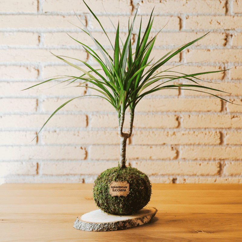 Kokedama Dracaena - Kokedamas Lucciana