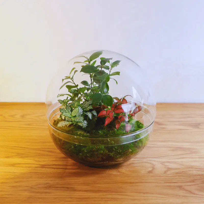 Terrario Lima - Imagen 2