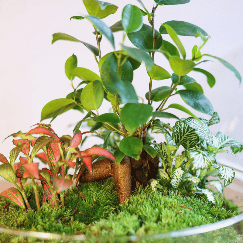 Terrario Lima - Imagen 3