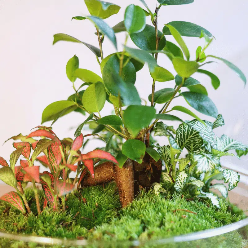 Terrario Lima - Imagen 3