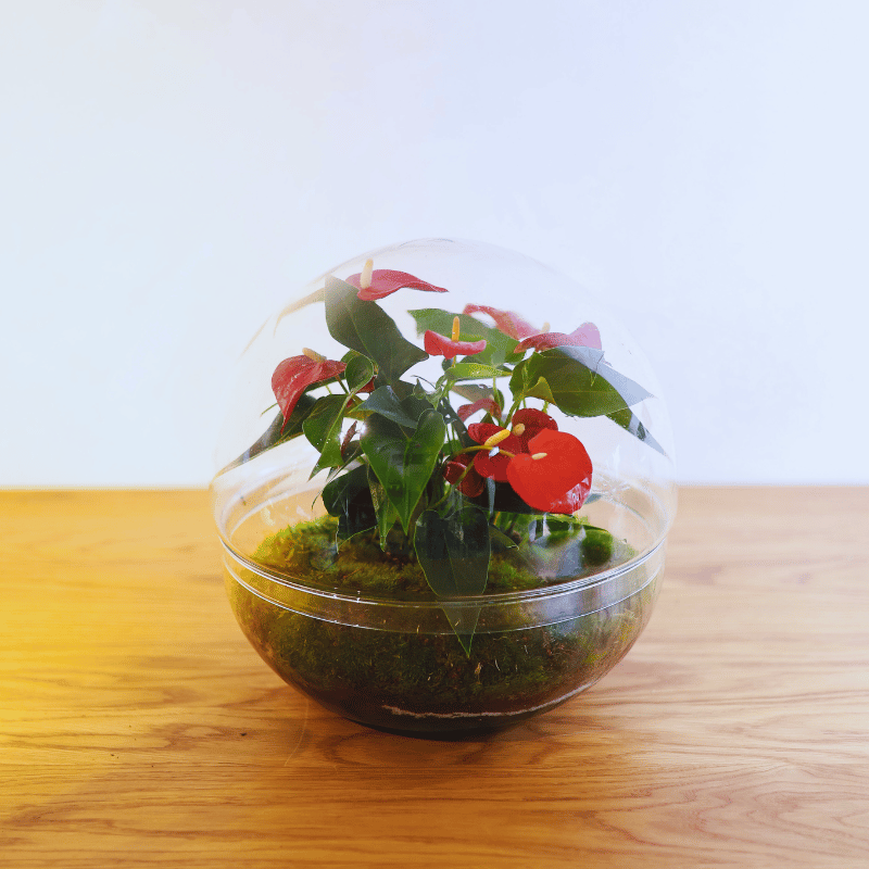 Terrario Habana - Imagen 2