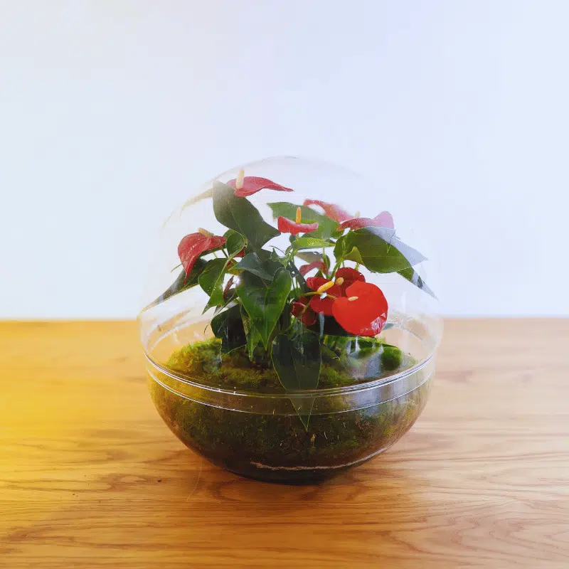 Terrario Habana - Imagen 2