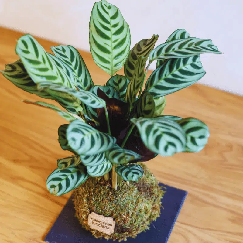 Kokedama Calathea - Imagen 4