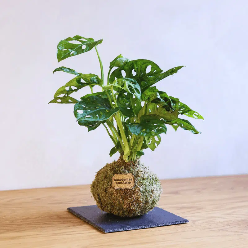Kokedama Monstera - Imagen 4