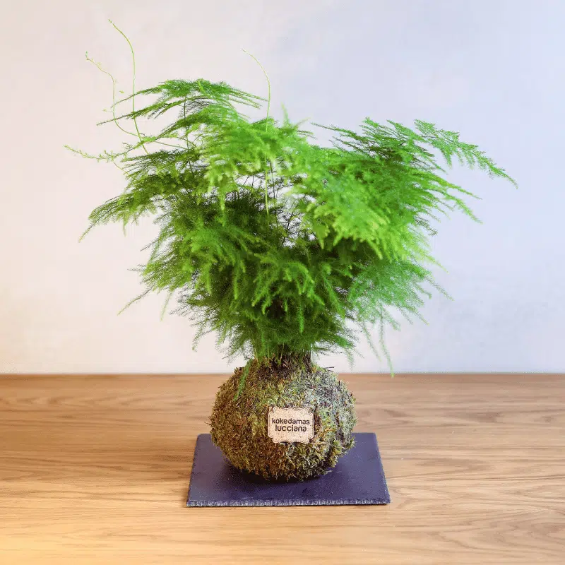 Kokedama Esparraguera - Imagen 3