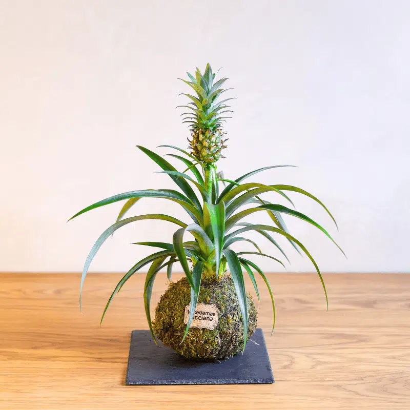 Kokedama de Piña - Imagen 4